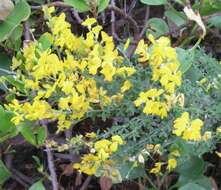 Image of Canary broom