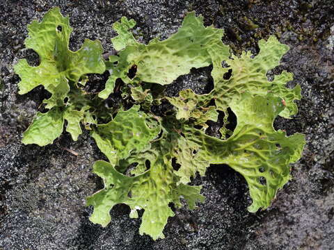 Image of lung lichen