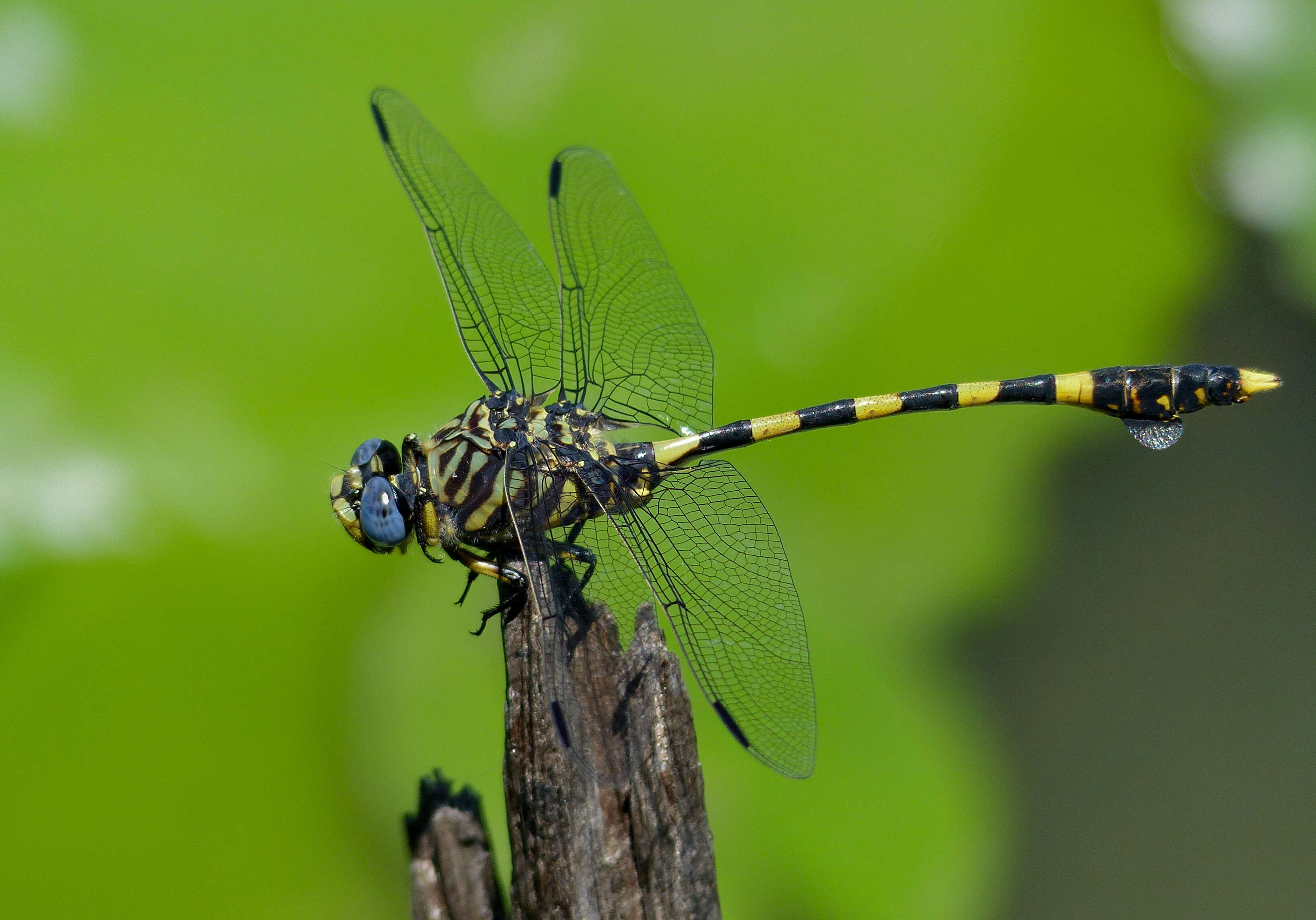 صورة Ictinogomphus ferox (Rambur 1842)