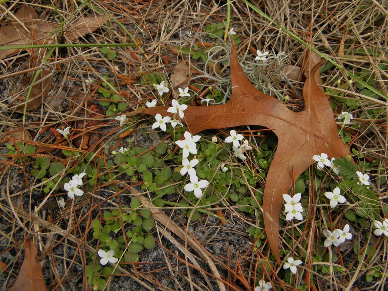 Image of bluet