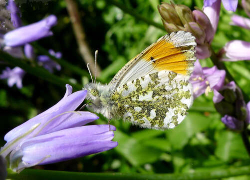 Image of orange tip