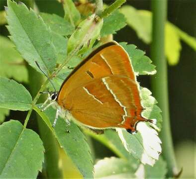 Thecla betulae (Linnaeus 1758) resmi