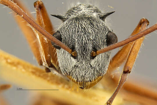 Image de Polyrhachis bicolor Smith 1858