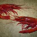 Image of scarlet gamba prawn