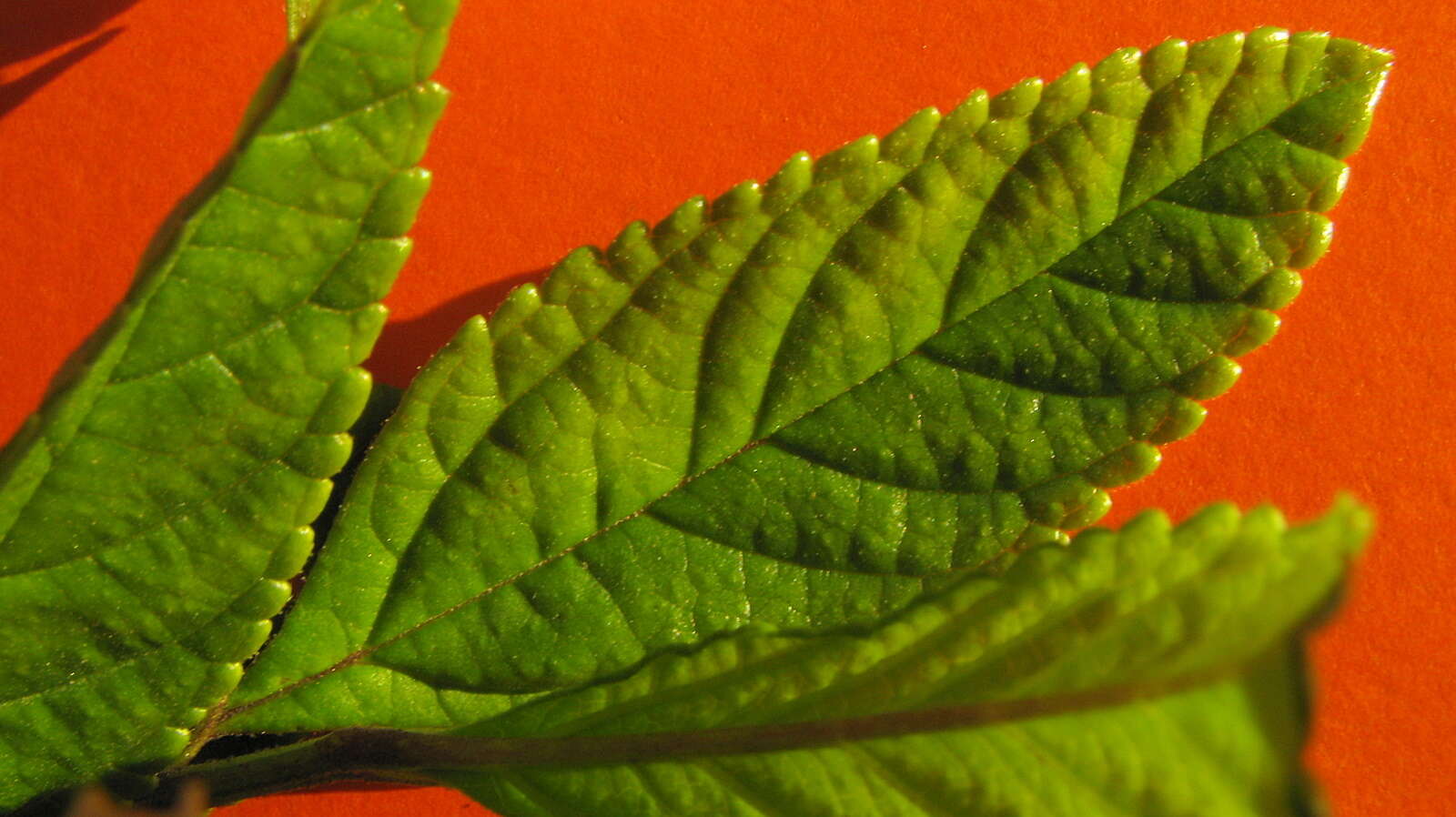 Image of Lantana lucida Schauer