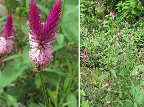 Imagem de Celosia argentea L.