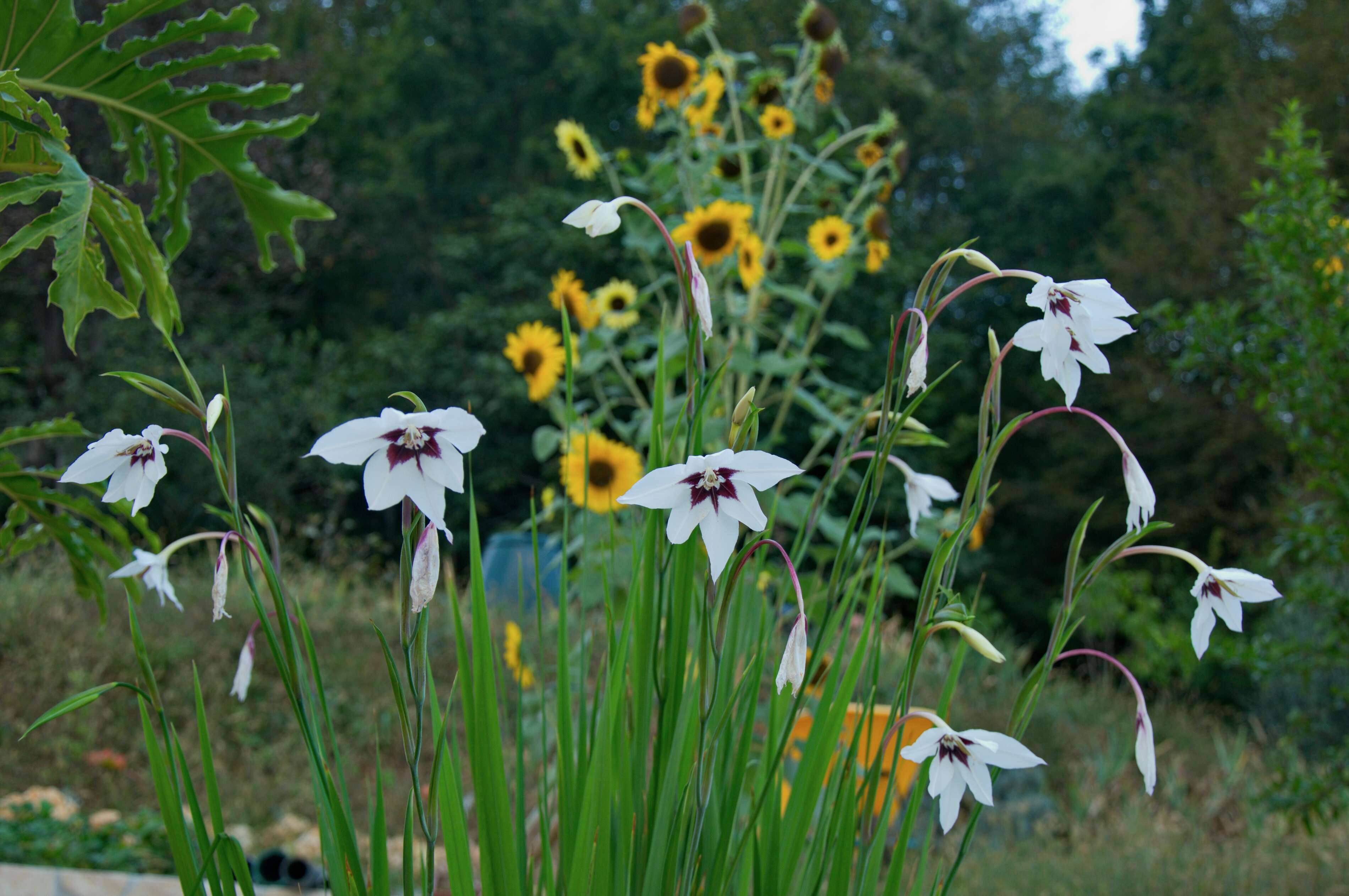 Plancia ëd Gladiolus murielae Kelway