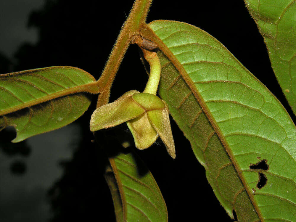 Image of Guatteria pudica N. Zamora & Maas