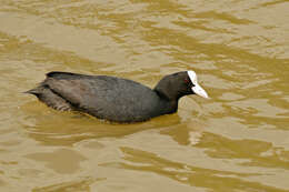 Image of Common Coot