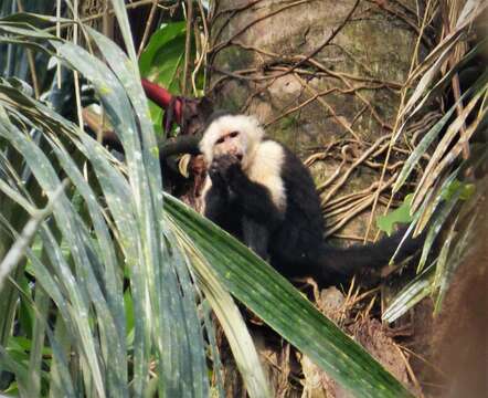 Image of white-faced capuchin