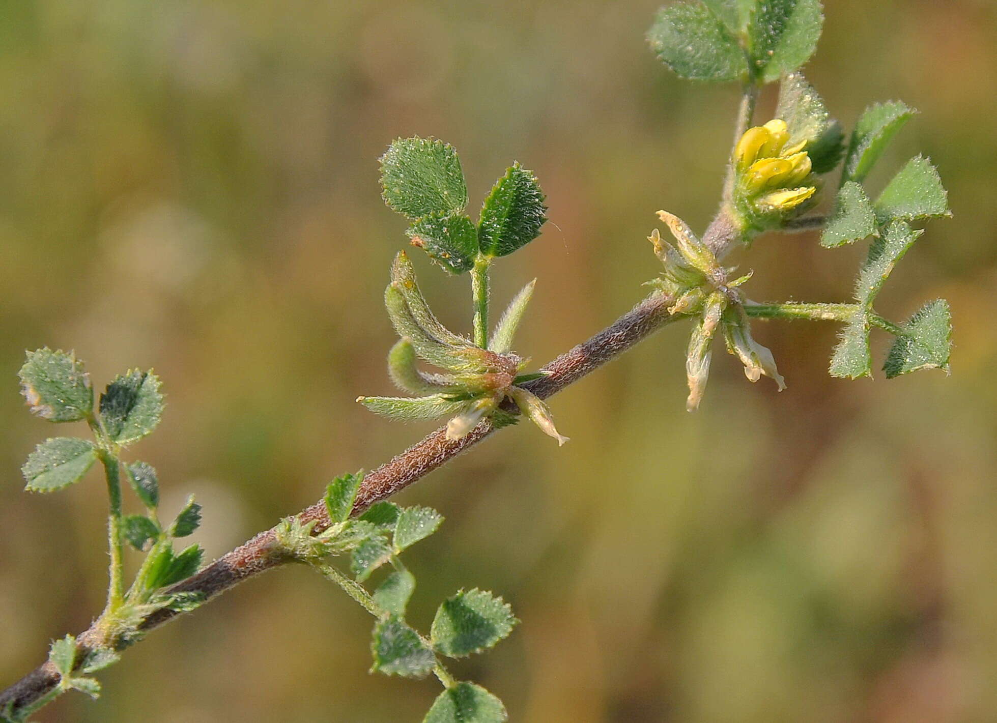 Image of hairy medick