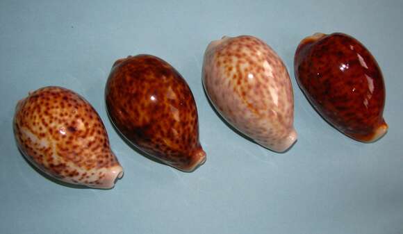 Image of panther cowrie