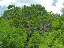 Image of sausage tree