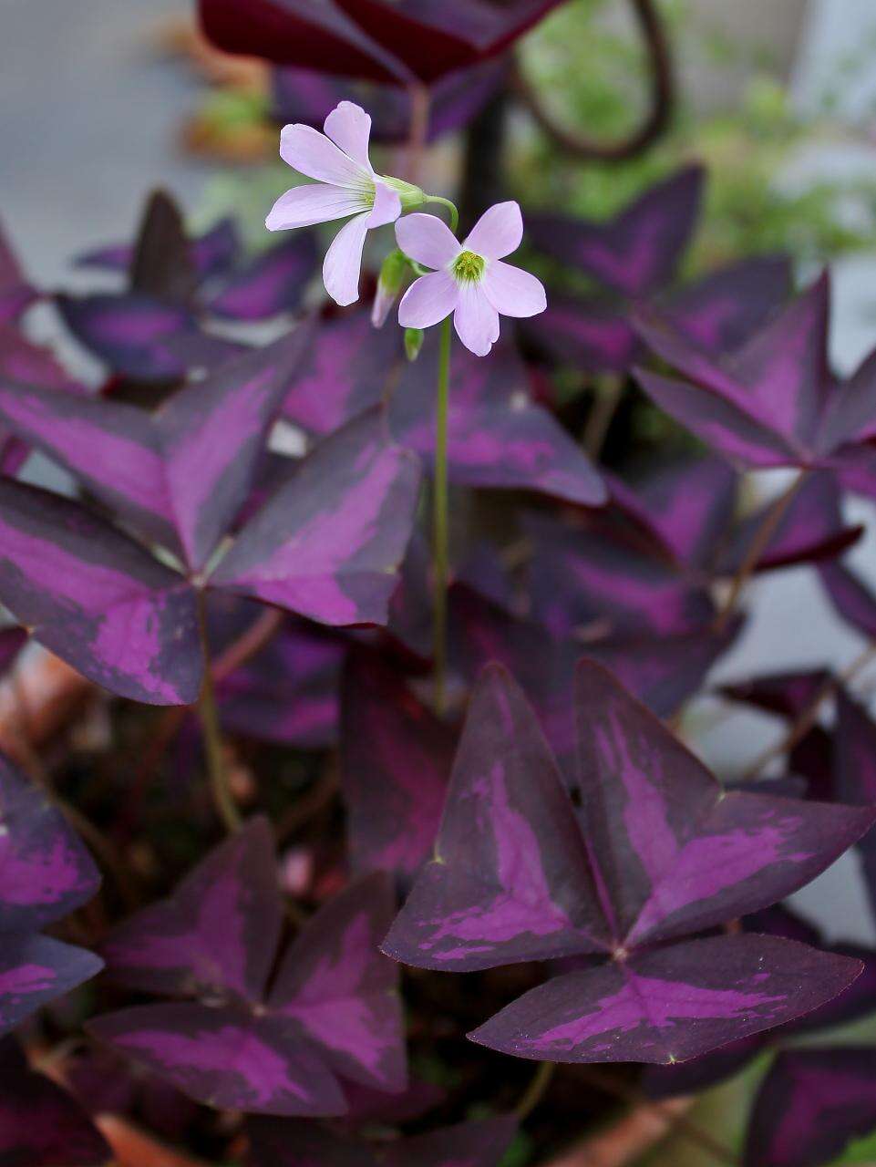 Image of Wood sorrel