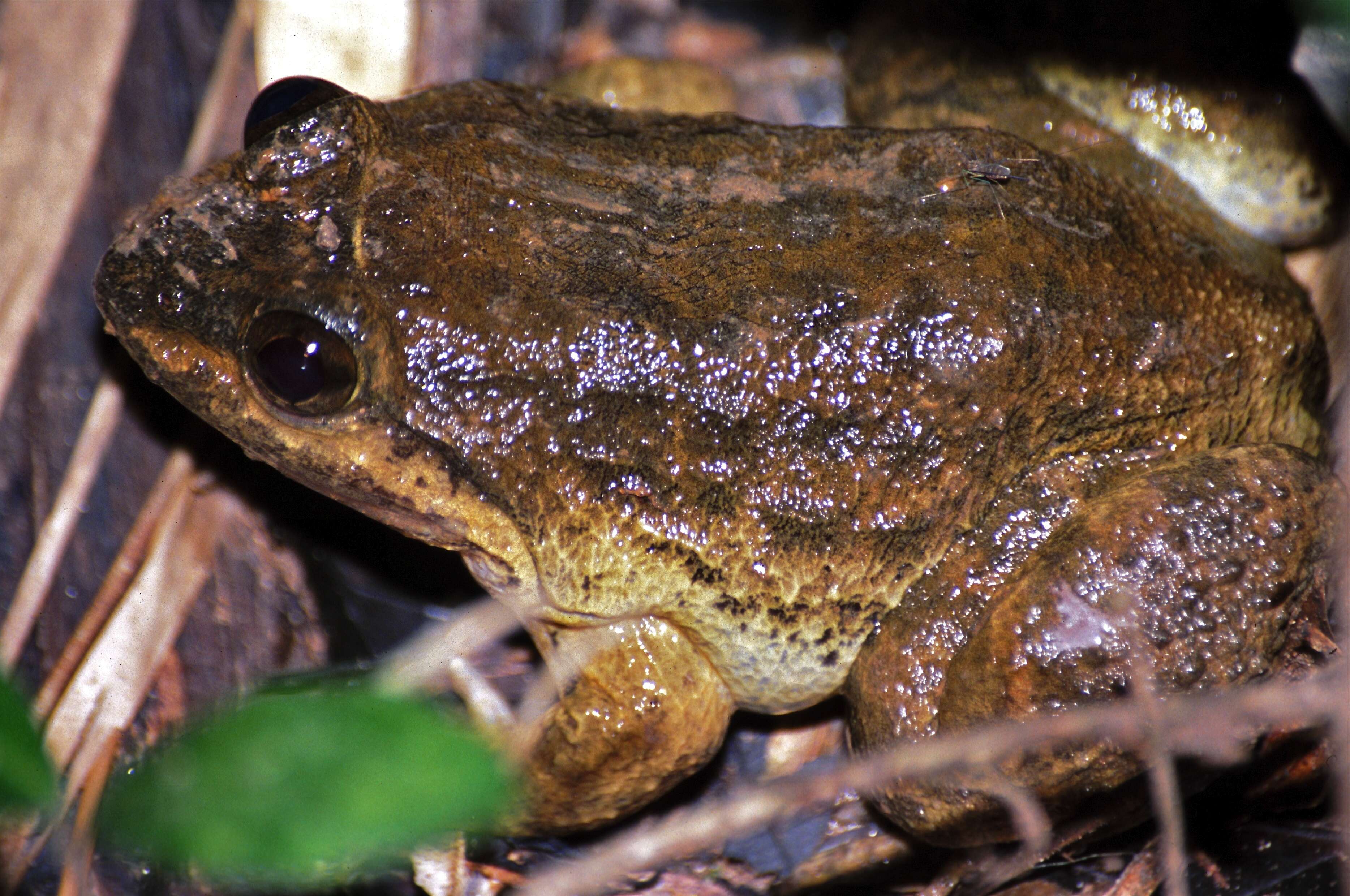 Image of fanged frogs