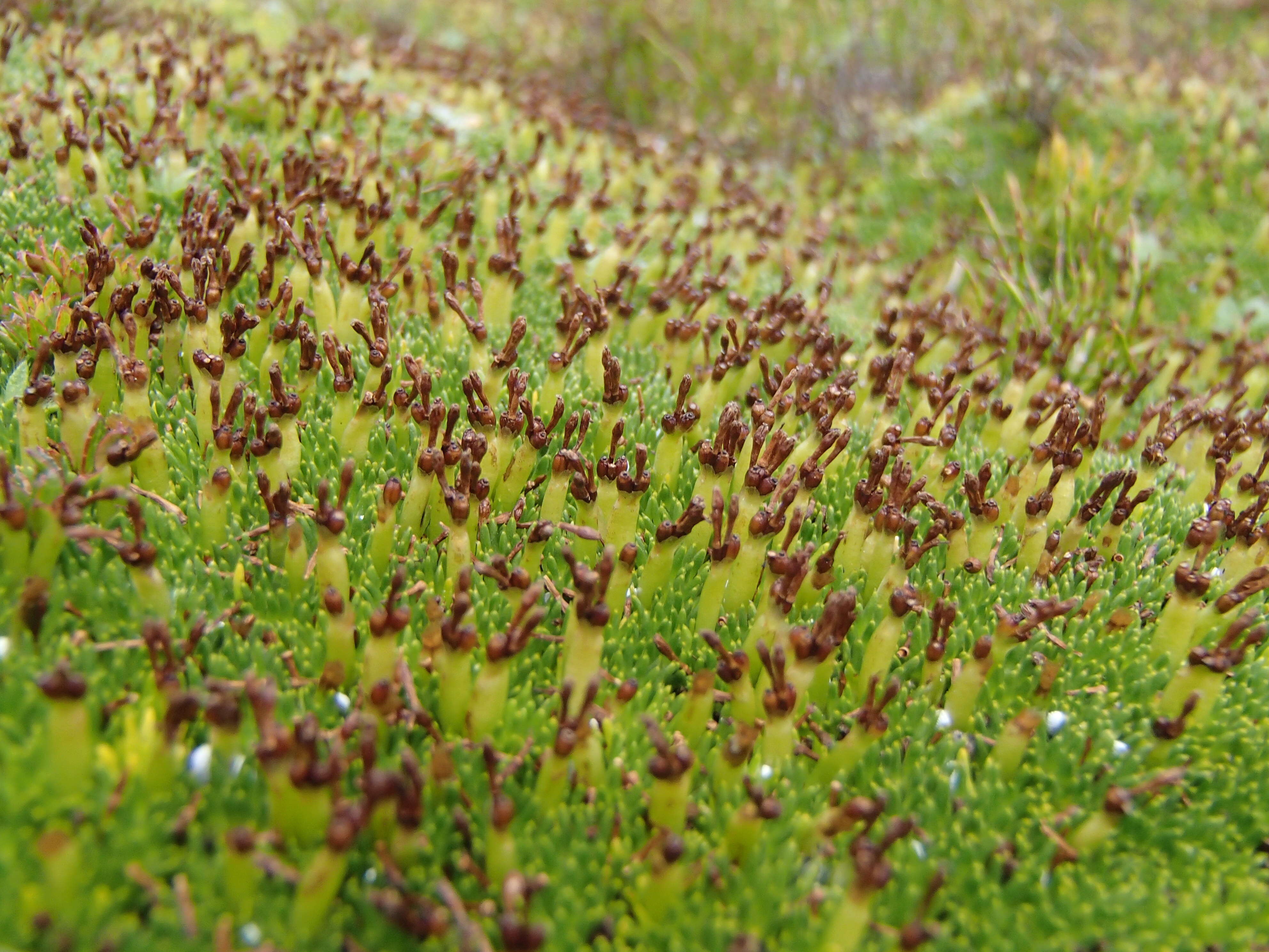 Image of Abrotanella forsteroides (Hook. fil.) Benth.