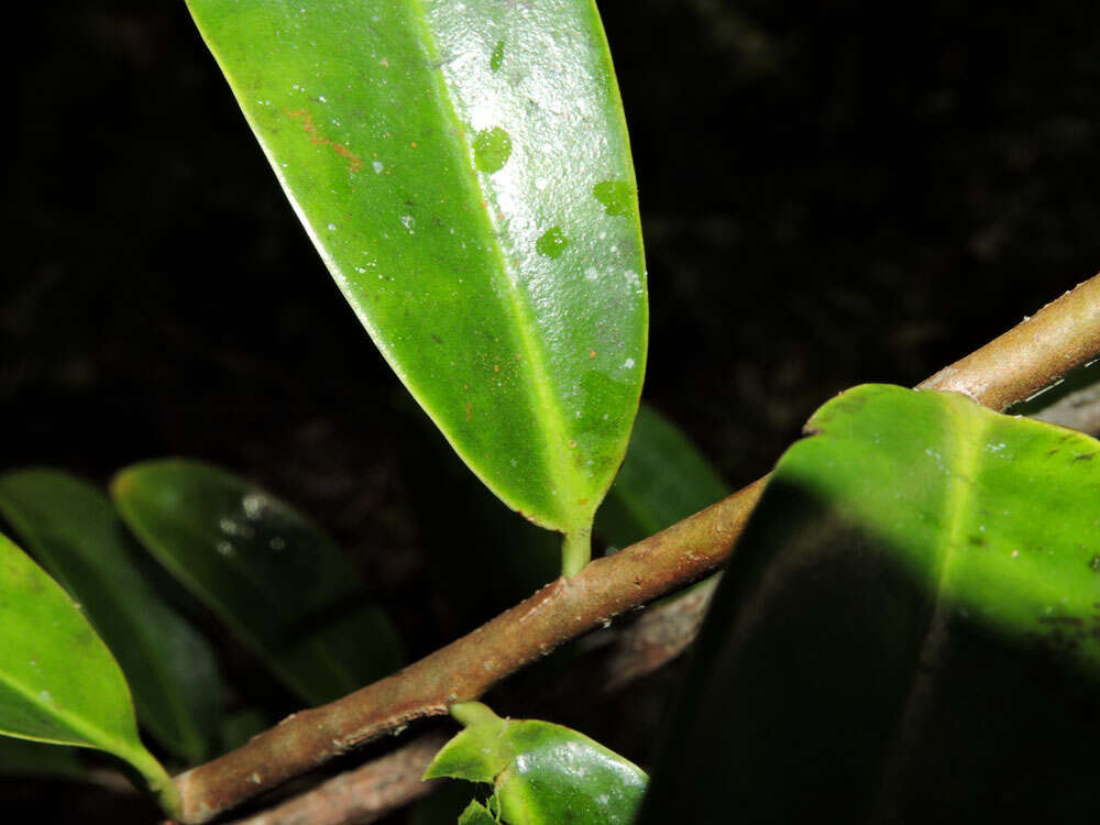 Image of Sarcopera sessiliflora (Triana & Planch.) H. G. Bedell