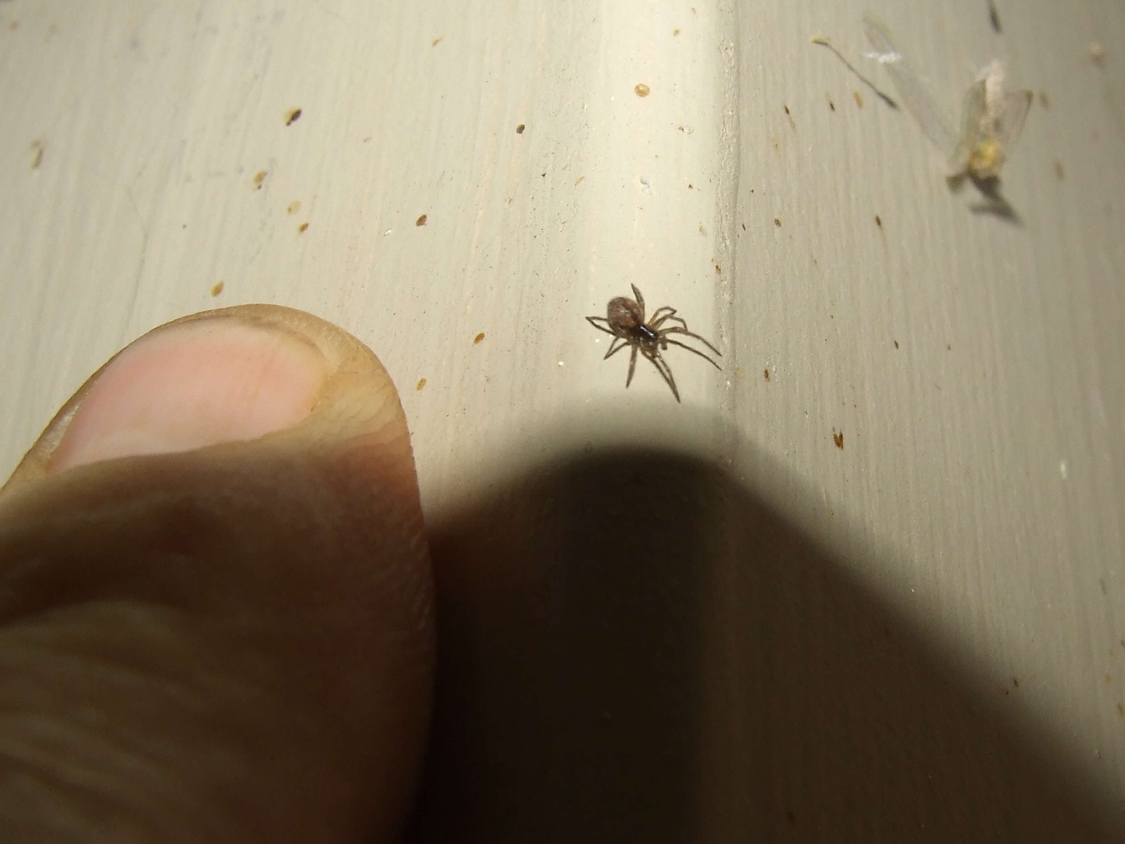 Image of desid spiders