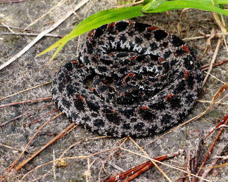 Image of Sistrurus miliarius barbouri Gloyd 1935