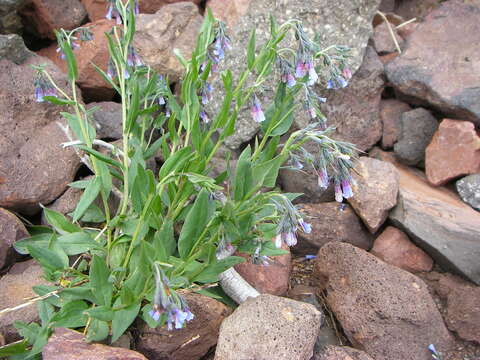 Mertensia franciscana A. A. Heller resmi