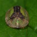 Cassida (Cassida) vibex Linnaeus 1767的圖片