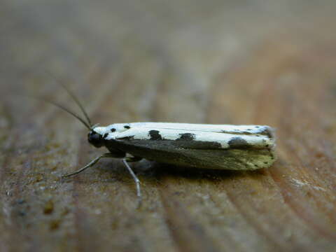 Image of Ethmia bipunctella Fabricius 1775