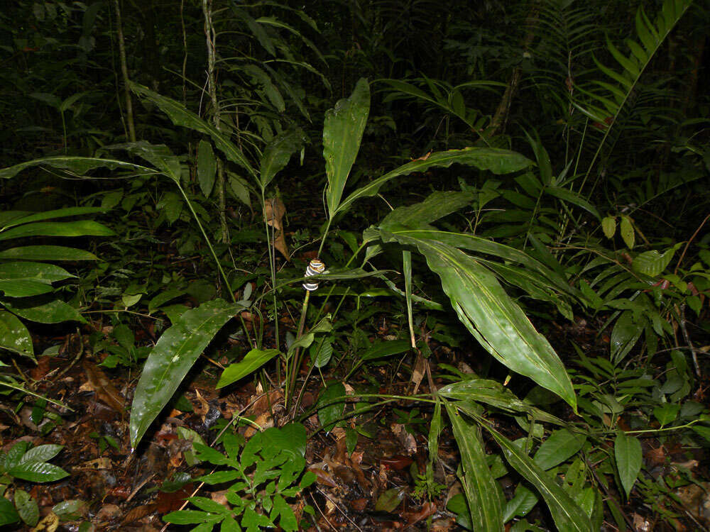 Image of Cyclanthus