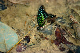 Image of Graphium