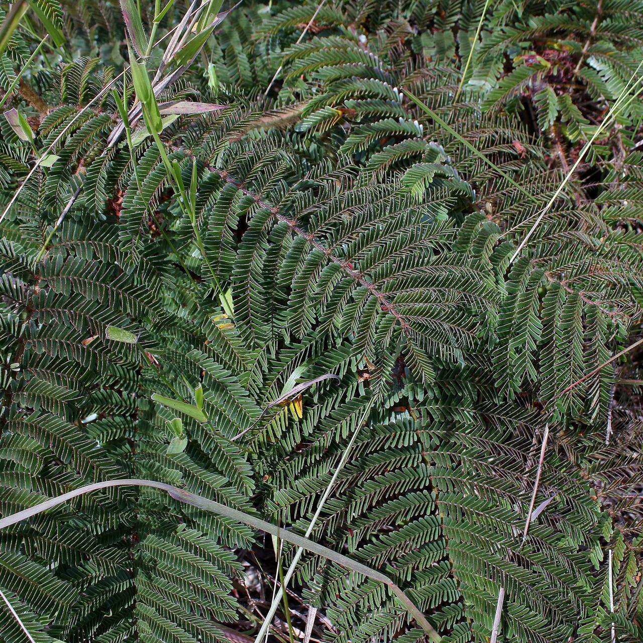 Image of Mimosa setosa Benth.