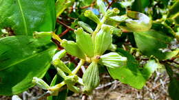 Image of White Mangroves