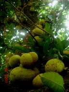 Image of breadfruit