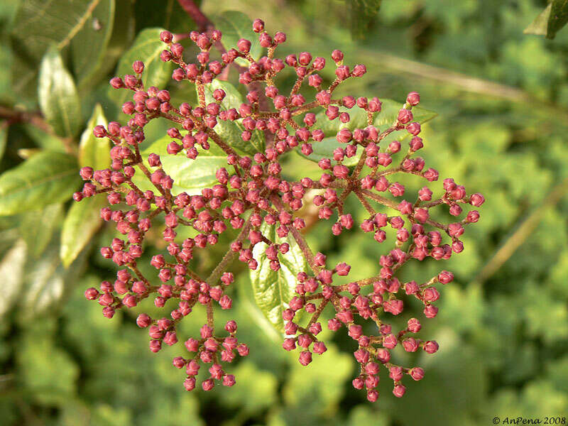 Image of Guelder Rose