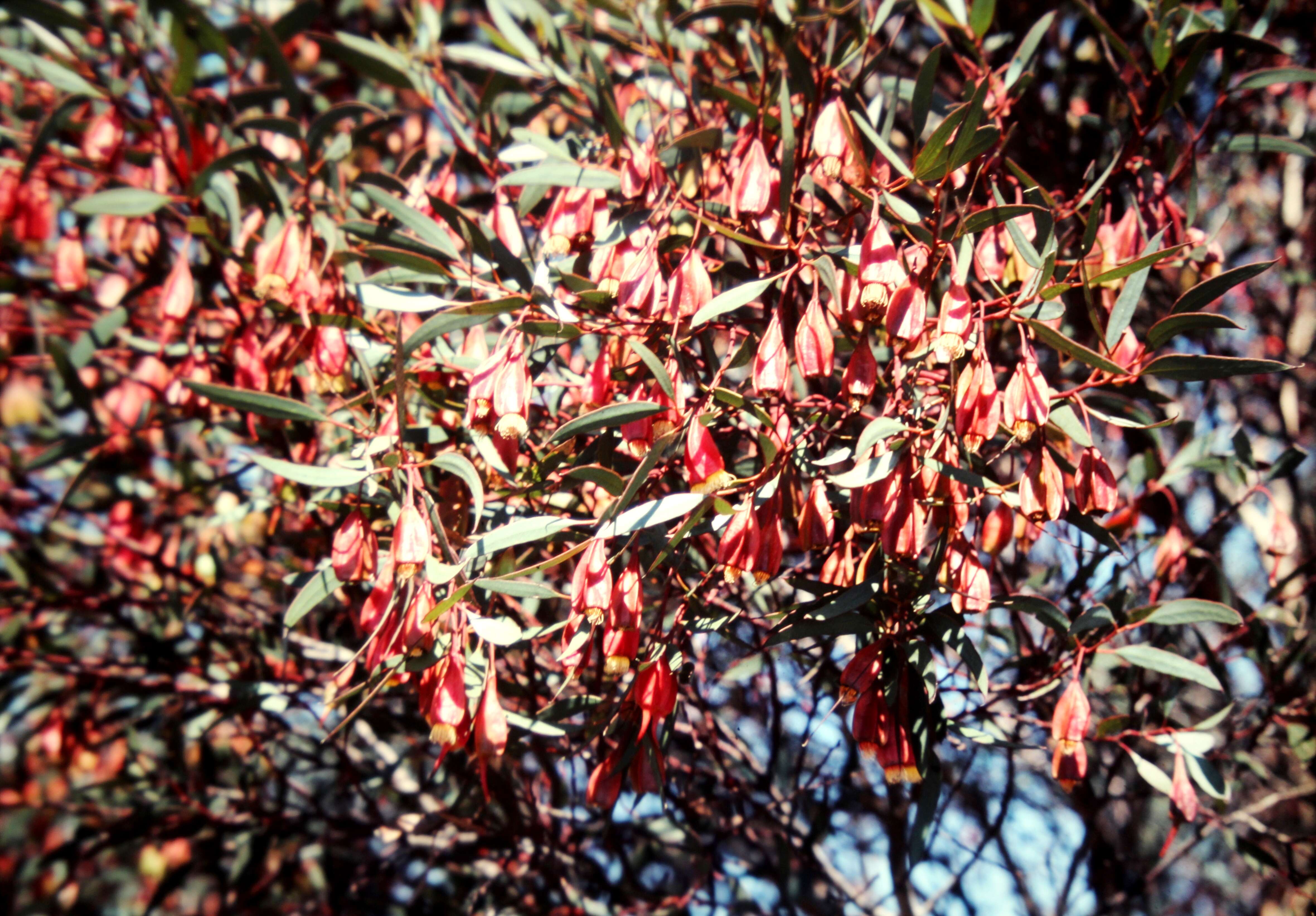 Imagem de Eucalyptus forrestiana Diels