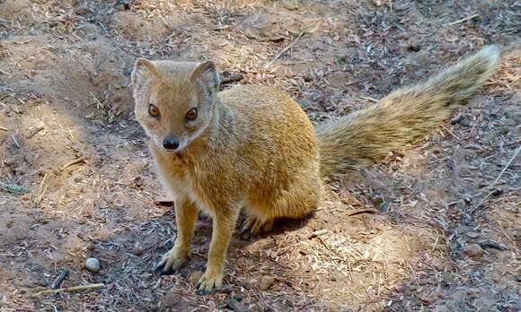 Image of Yellow Mongoose