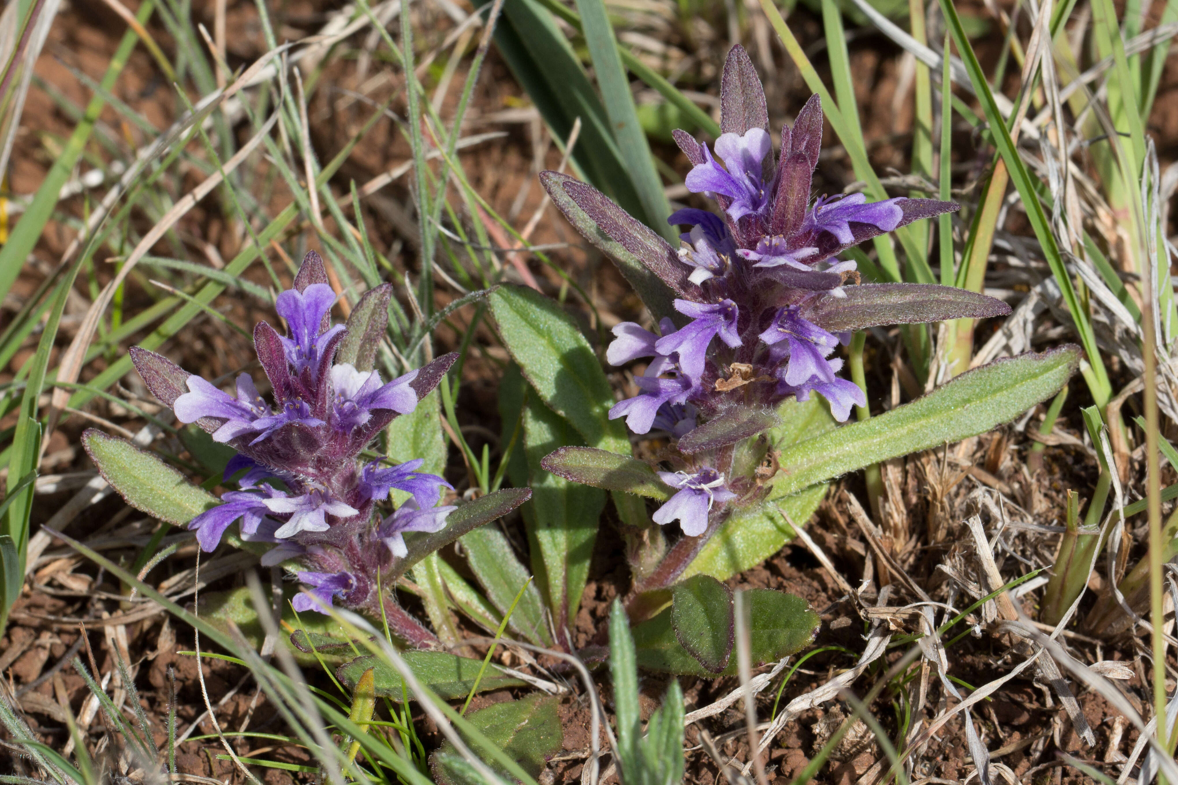 Image of Ajuga australis R. Br.