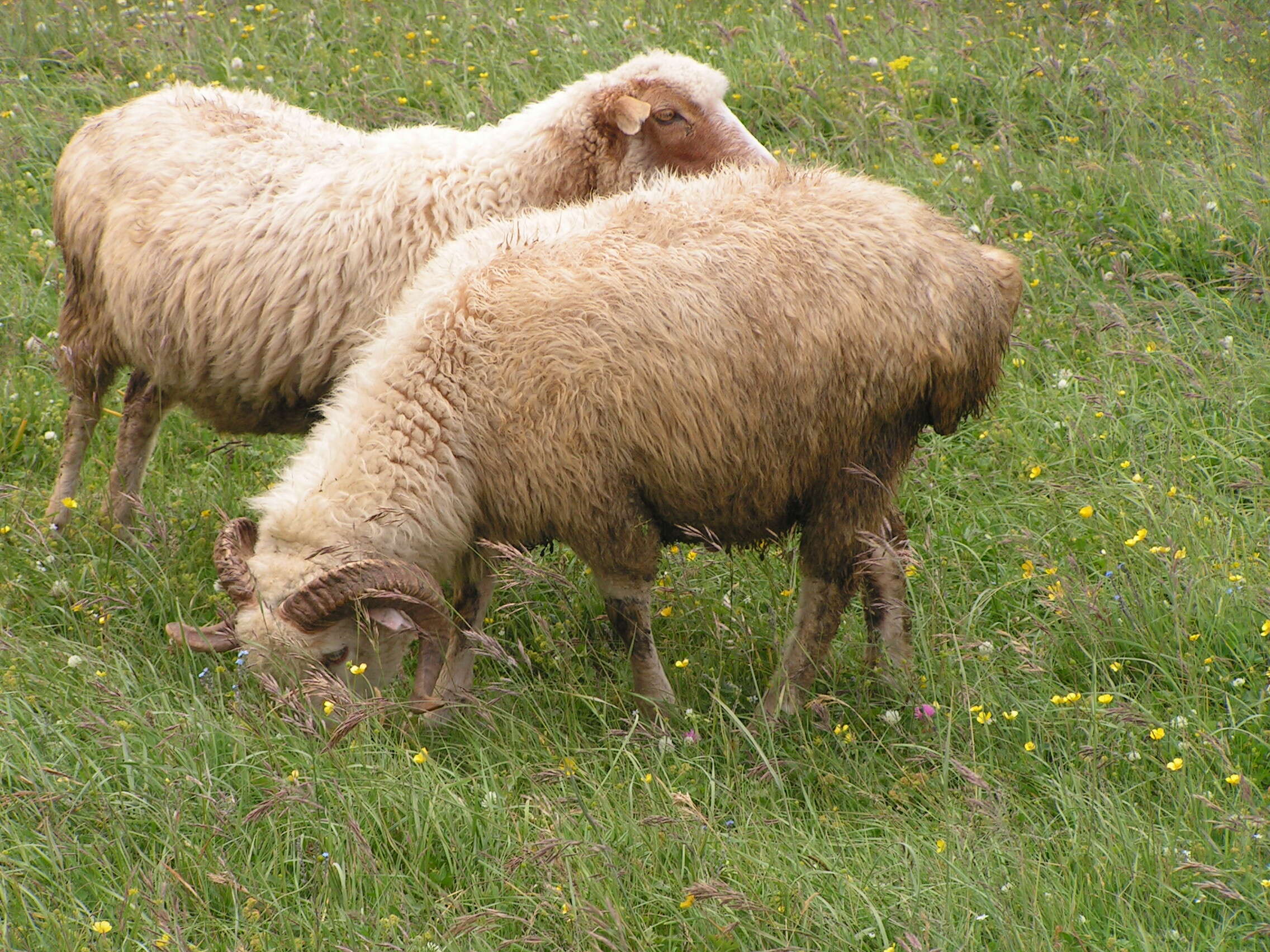 Image of Ovis Linnaeus 1758