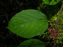 Image of Cissus biformifolia Standl.