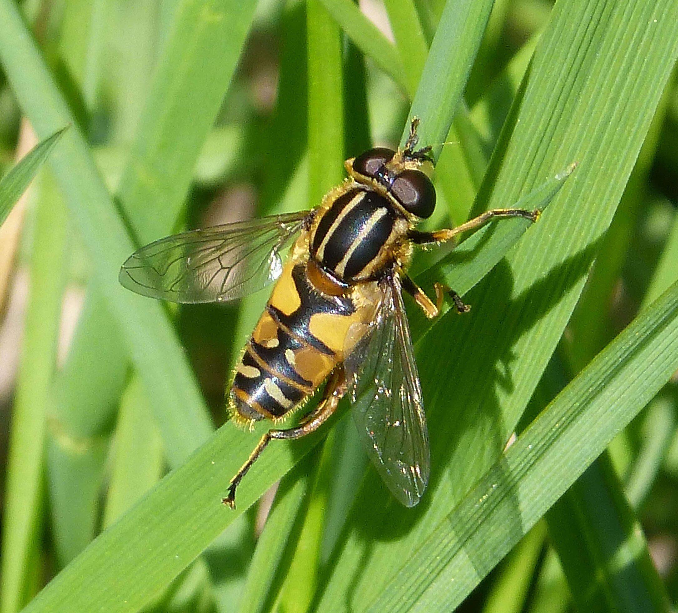 Image of Marsh Hoverfly