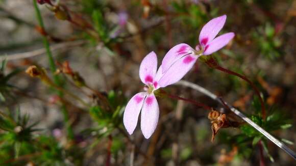 Image de Stylidium repens R. Br.