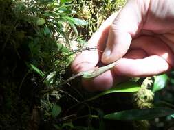 Image of Lepanthes dunstervilleorum Foldats