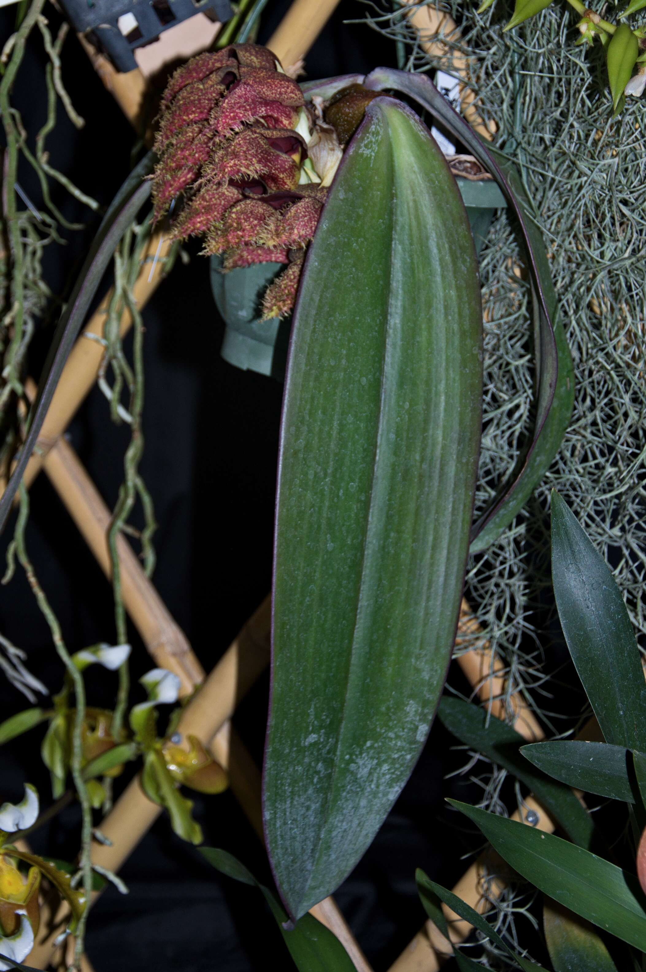 Image de Bulbophyllum phalaenopsis J. J. Sm.