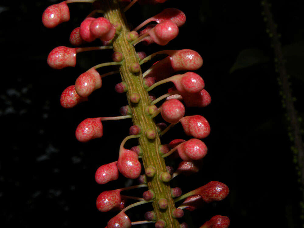 Image of Sarcopera sessiliflora (Triana & Planch.) H. G. Bedell