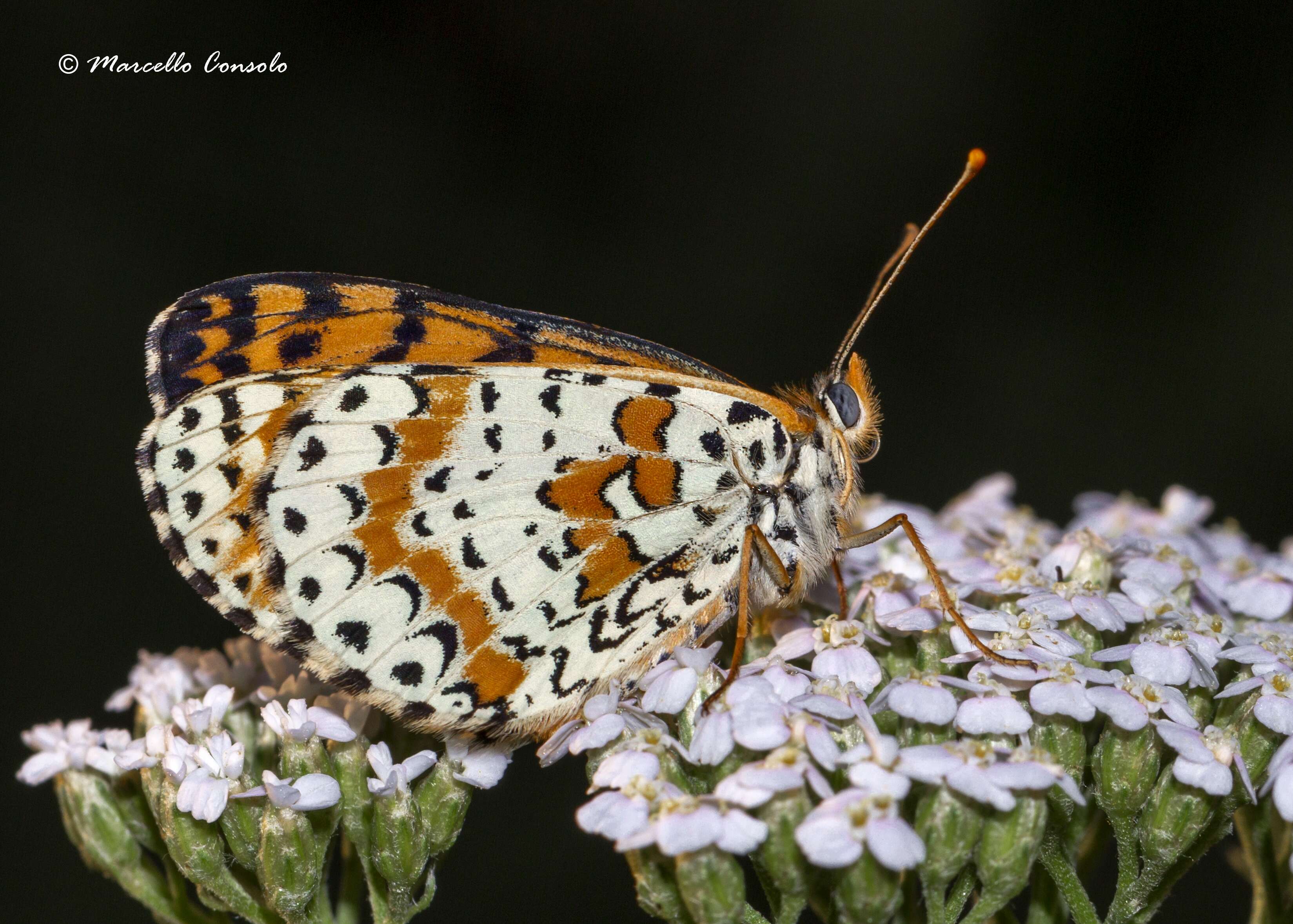 Image of Melitaea