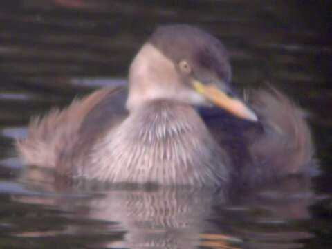 Image of Little Grebe