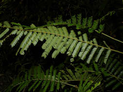 Plancia ëd Parkia pendula (Willd.) Walp.