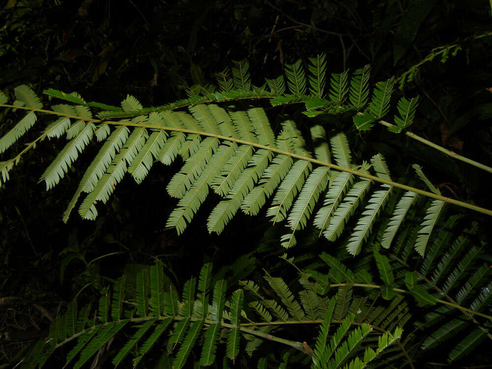 Plancia ëd Parkia pendula (Willd.) Walp.