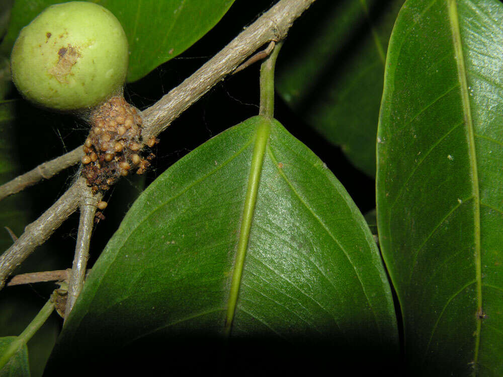 Image of Ficus pertusa L. fil.