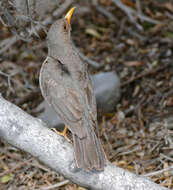 Image of Karoo Thrush