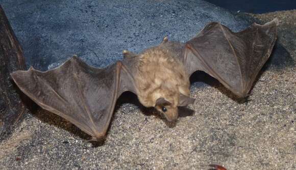 Image of pallid bat