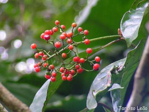 Image of wild coffee